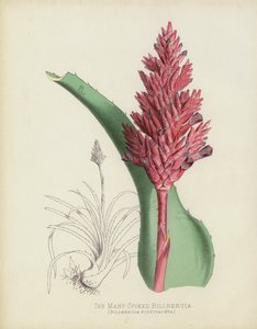 De Veelgetakte Billbergia, Billbergia(?) Polystachya door English School